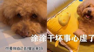 塗塗幹壞事心虛了～孩子最近偷感很重#寵物 #pets #萌寵