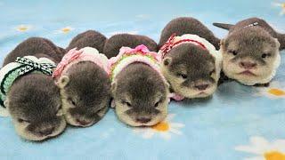 40Days, Baby Otters Have Been Named!