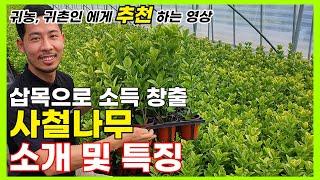 초보자도 삽목이 가능한 나무!  ( 신품종, 식재 방법, 소득창출,특징,관리방법,사철나무,사철나무 삽목,울타리 나무,울타리 나무 추천 )