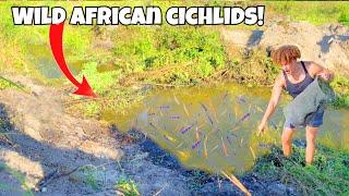 Catching TONS Of WILD African CICHLIDS For My AQUARIUM!