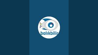 balikbilir kanalı canlı yayında