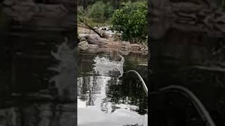 Giant fish eats a topwater frog!! #fishing