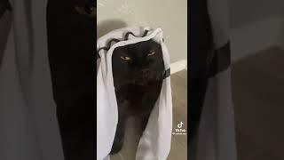 Arab cat rich  #shorts  #fyp  #arab #halal