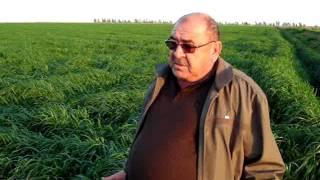 Torunoğlu Tohum İtalian Reygras-Ryegrass Yem Bitkisi