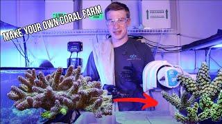 How to Frag Corals