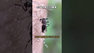 모기에 물렸을 때 이렇게 하세요
