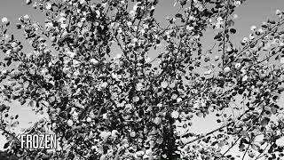 Frozen - Poplar leaves in the wind