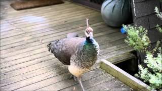 Peahen calling