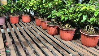 Siêu Bông Sài Gòn Bonsai Hàng Siêu Phẩm MINi Chơi Tết 5/9/2024 ĐT 0918970606