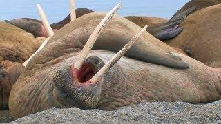 Laziest Walrus Colony Ever! [HD]