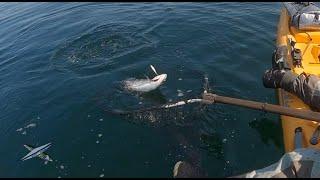 Buzz Bomb Pink Salmon - Kayak fishing