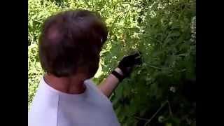 Tomatoes in Keyhole Secret Garden of Survival