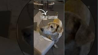 Why the dog shed tears?