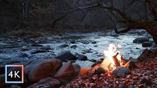 4 h - Campfire by the River at Night | Forest Life Sounds | Owls | Nature Sounds | ASMR Nature | 4K