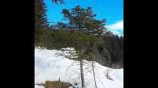 Intro - Recording electrical signals of a conifer tree