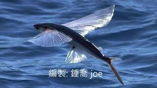 Flying fish飛魚逃命&蘭嶼飛魚季