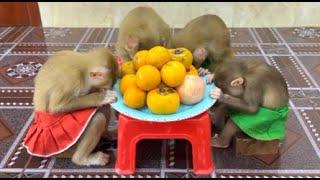 4 Siblings Sit Very Obediently Waiting Mom To Come & Feed Them Fruity Dessert Till Falling Asleep ,