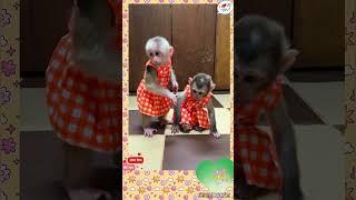 Lovely🫶   #love #cute_monkey2024 #monkeyvideo #babymonky #monkey #animalshorts #adorable