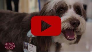 POOCH Program Volunteers Lisa and Teddy | Cedars-Sinai