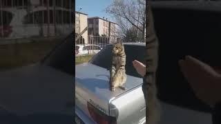 Clapping by a cat  #shorts #funny #cat #catclapping #kitten