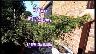 Nalewka z bylicy rocznej. Artemisia annua.  Nalewka zdrowotna.