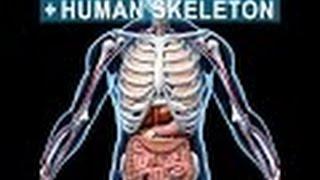 Anatomy and Physiology of Skeletal System