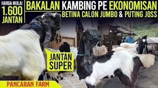 Mulai 1.600 DAPAT JANTAN GRATIS ONGKIR SE JAWA !!! Kambing PE Kaligesing. #kambingmurah