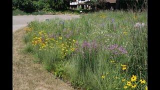 Total Yard Makeover: From Lawn to Micro-prairie