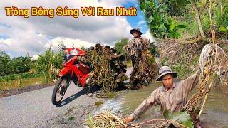 Hai Lúa Trồng Bông Súng Rau Nhút Tạo Thủy Sinh  Cho Ao Ốc