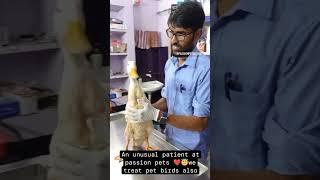 Duck for treatment at passion pets clinic madurai 9360428773