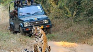 Wildlife safari experience in central India: An introduction