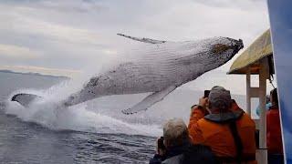 Whale jumps out of nowhere during sight seeing tour.(almost hits boat)