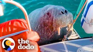 Wild Walrus Takes A Summer Vacation Across Europe | The Dodo Comeback Kids