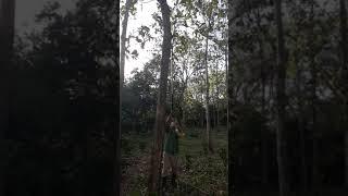 Teak farm Carazo Nicaragua 2005/2018