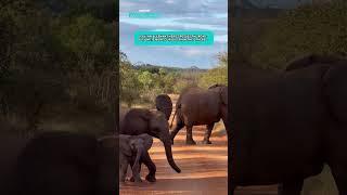 Curious Baby Elephant Stops To Cross The Road