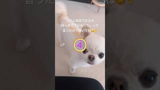 おしゃべり うにちゃん‍️はっきり返事した！#アテレコ #癒し #ほのぼの #しゃべる犬 #チワワ