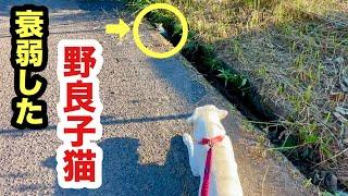 犬に助けを求める野良子猫を保護しました／衰弱しながらも勇気を出した子猫