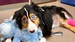 Dog With A Rare Disease Takes A Miracle Recovery | Pets Town