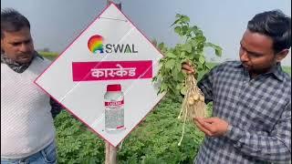 Cascade#potato#seedtreatment#SWAL #uttarpradesh ( Potato seed treatment by Swal Cascade )