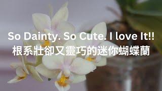 [EN SUB/中文字幕] This Dainty Noid Mini Phalaenopsis is Just Too Cute | Orchid Care Tips