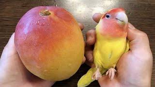 The FUNNIEST Parrots Around the World   Best Compilation