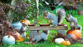 Pet TV  Birds & Squirrels Rummage Around the Pumpkins  Relaxing Videos for Pets 4K HDR