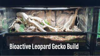 How I Made a Bioactive Leopard Gecko Vivarium