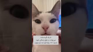 چند ویدیوی بامزه از گربه‌های دوست داشتنی. #catvideos #گربه #بامزه #فکت