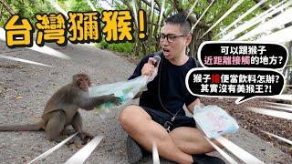 【人猴衝突】台灣獼猴!猴子攻擊人?搶便當飲料怎麼辦?原來沒猴王?公猴很辛苦?【許伯簡芝】