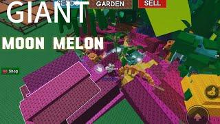 How to get giant moon melon (grow a garden)  #roblox #games #gaming #edit #shorts