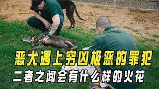 蹲监狱还能养宠物？让罪犯饲养恶犬，二者之间会有什么样的火花？