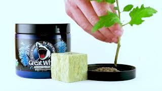 Great White Mycorrhizae - How to use