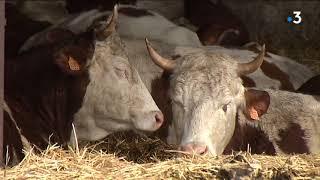 Jura : un éleveur plante 190 arbres pour mettre ses vaches à l'ombre