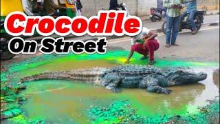 Crocodile found on the streets in The Gambia